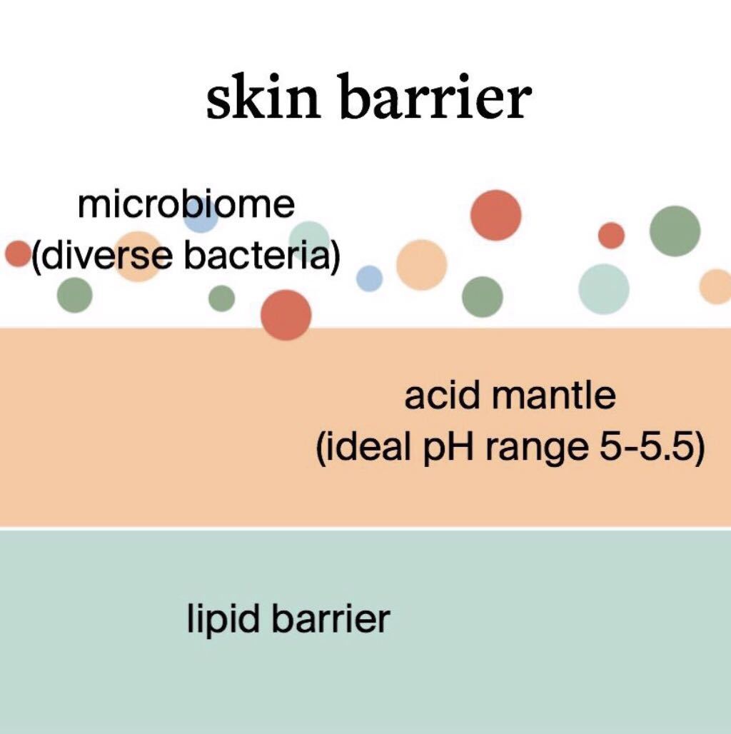 what is the microbiome, acid mantle, and skin barrier?