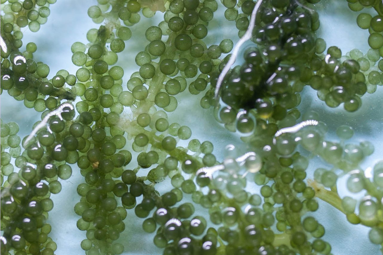 Sea Grapes Health Benefits